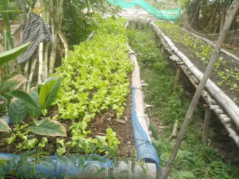 Rows of green vegetables growing in protected beds during practical farm training
