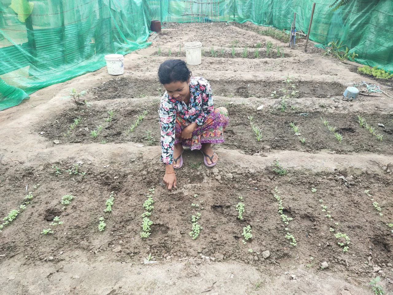 A woman tends young vegetable plants in prepared growing beds