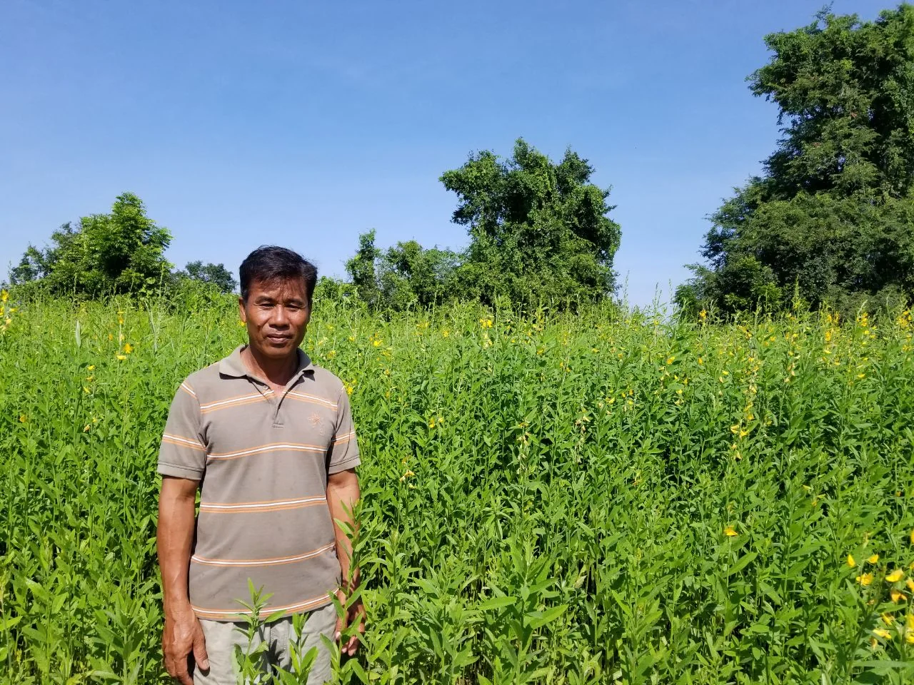 A farmer stands beside a flowering sunn-hemp cover crop