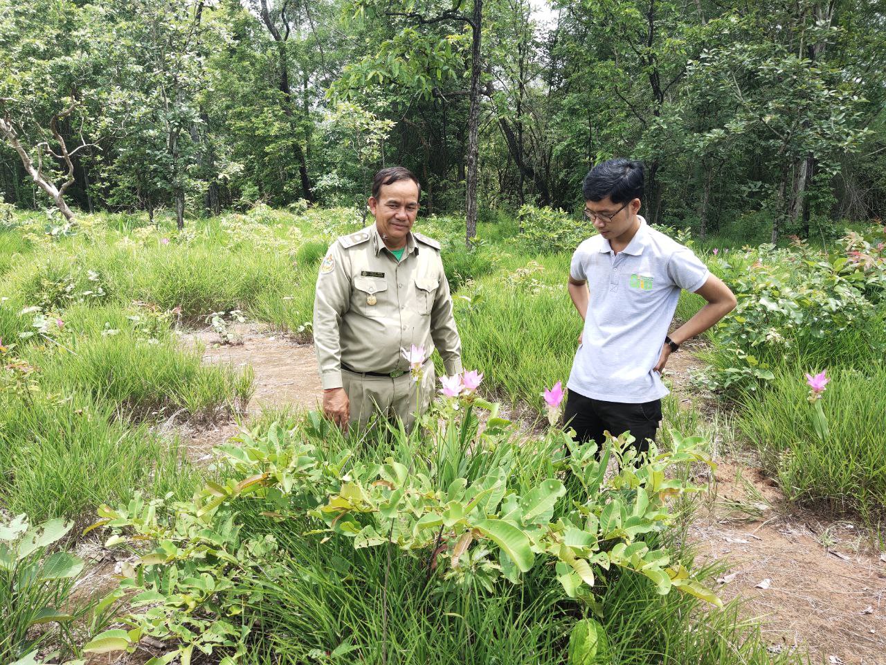 CIRD staff and a forestry officer observing flowering plants and tree cover during a conservation-forest visit in Siem Reap