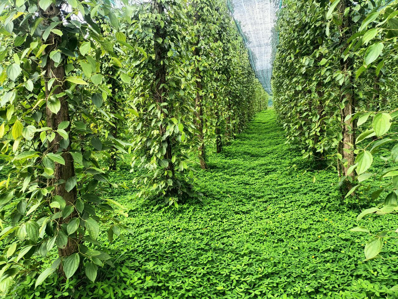 Pepper vines with continuous living ground cover beneath shade netting in CIRD’s CPSE work