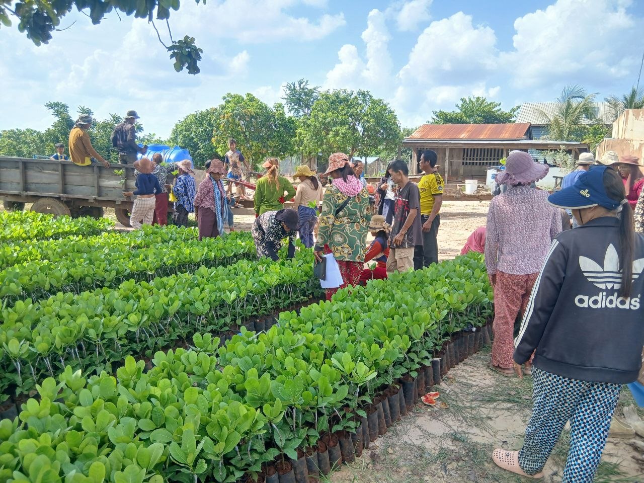 Farmers collect young cashew plants at a seedling nursery in Preah Vihear