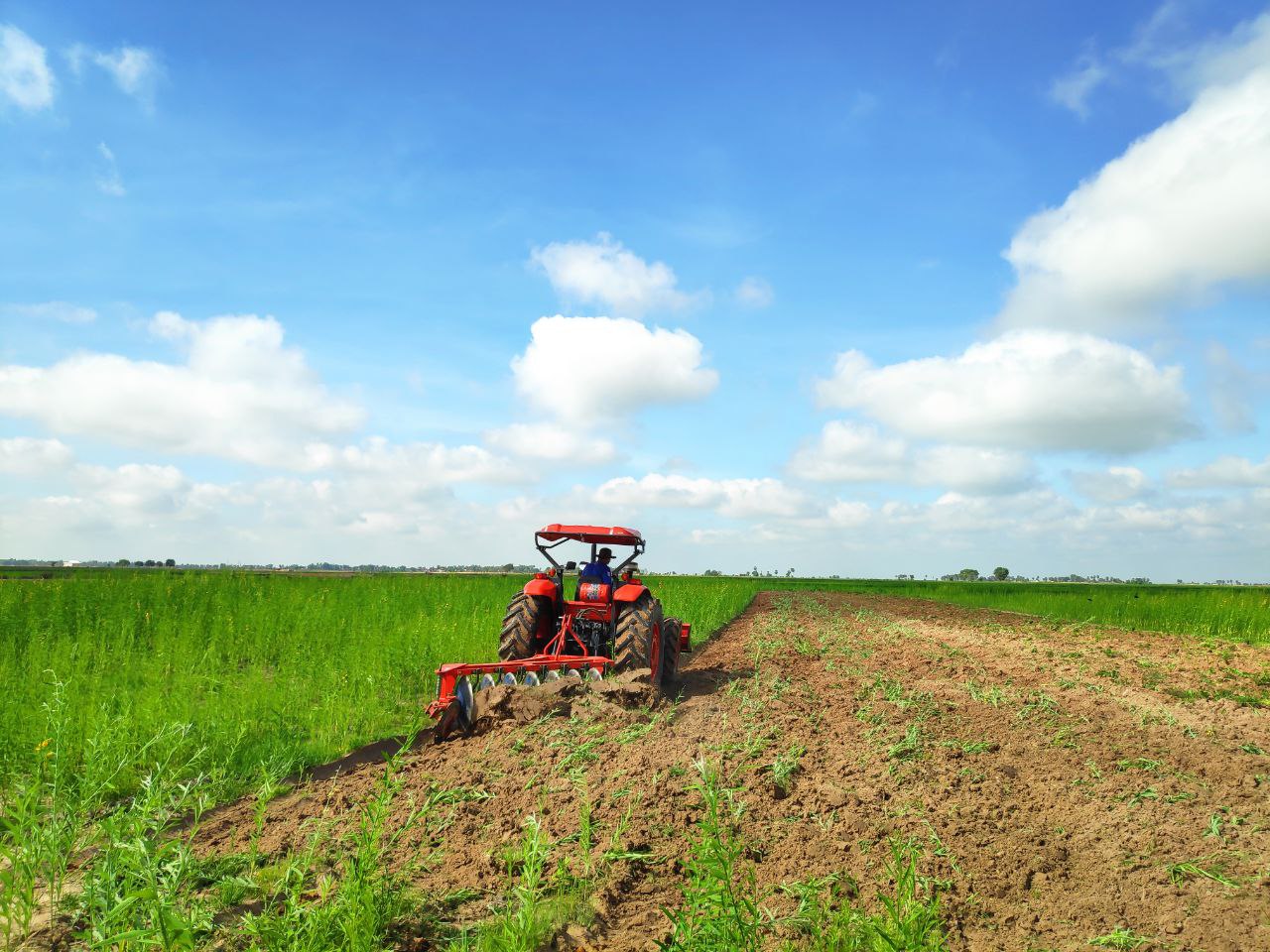 A tractor incorporates a green-manure crop in a cooperative field